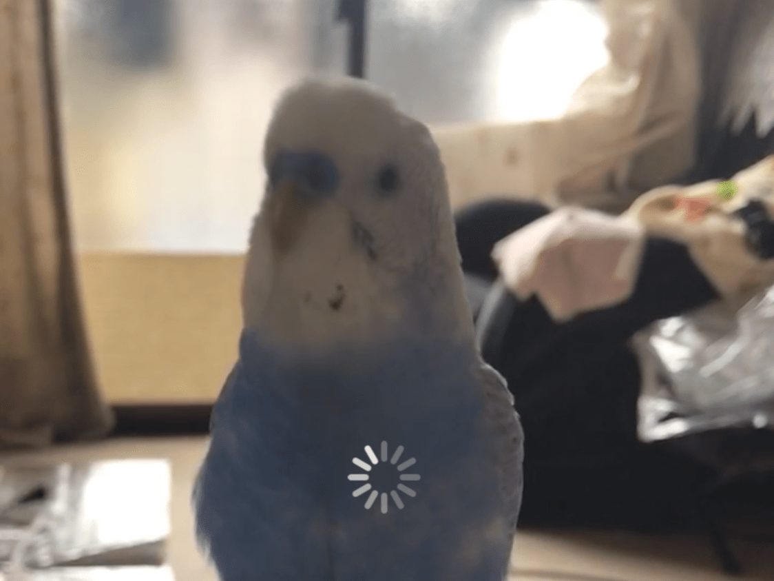 ぴあちゃん ぴあちゃん