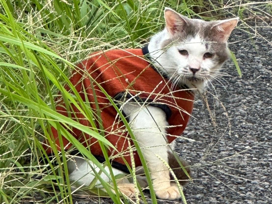 目撃された猫 目撃された猫