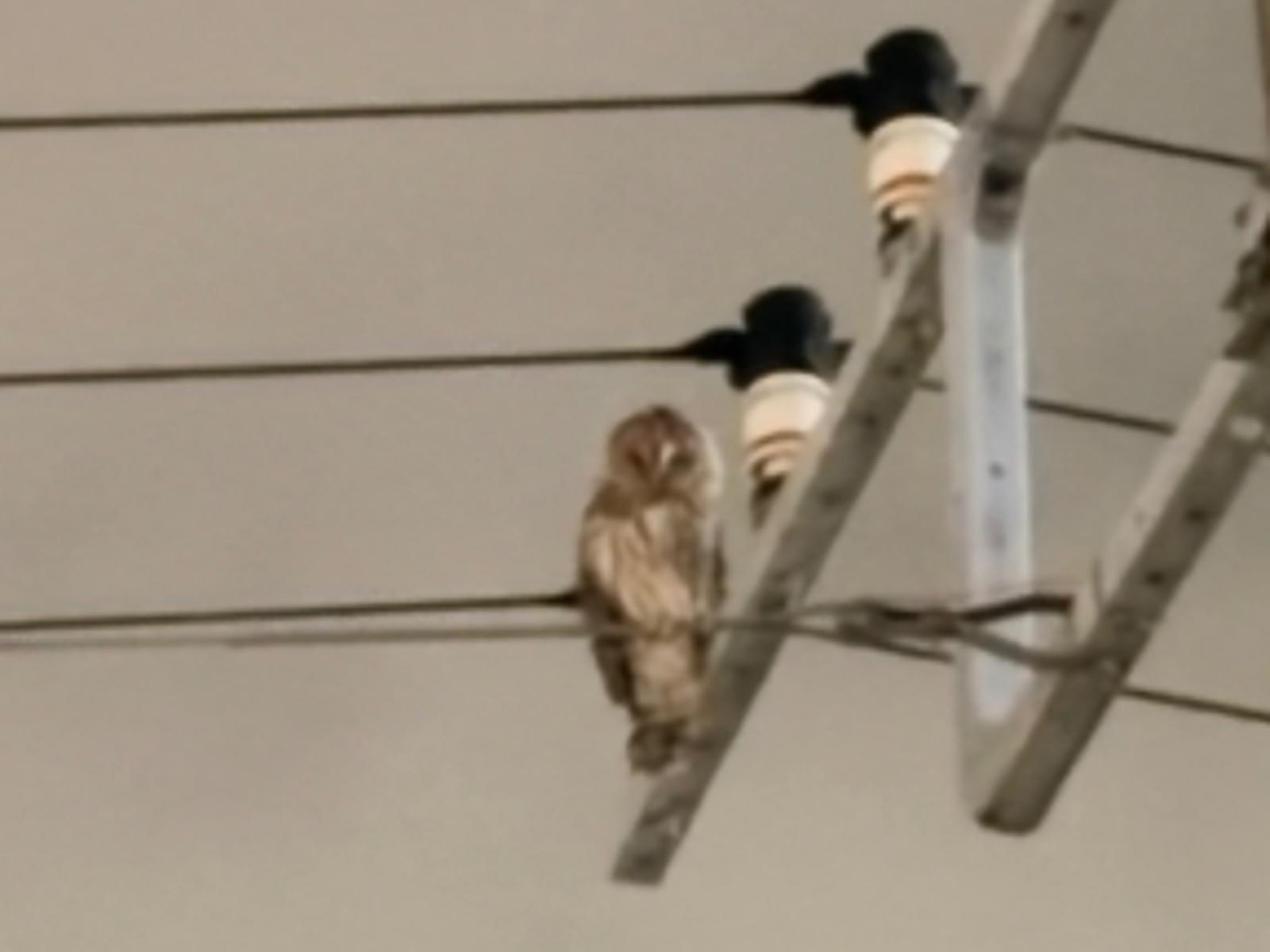 目撃された鳥
