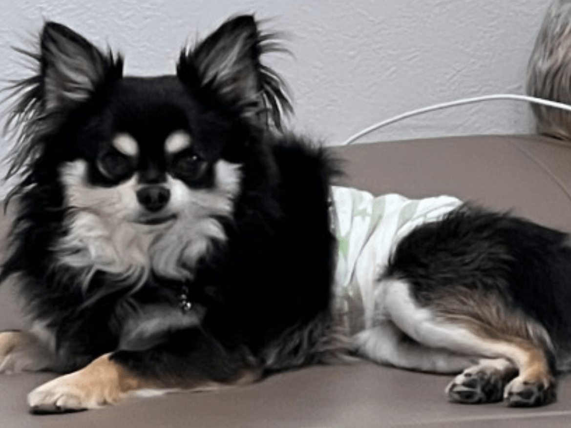 保護された犬 保護された犬