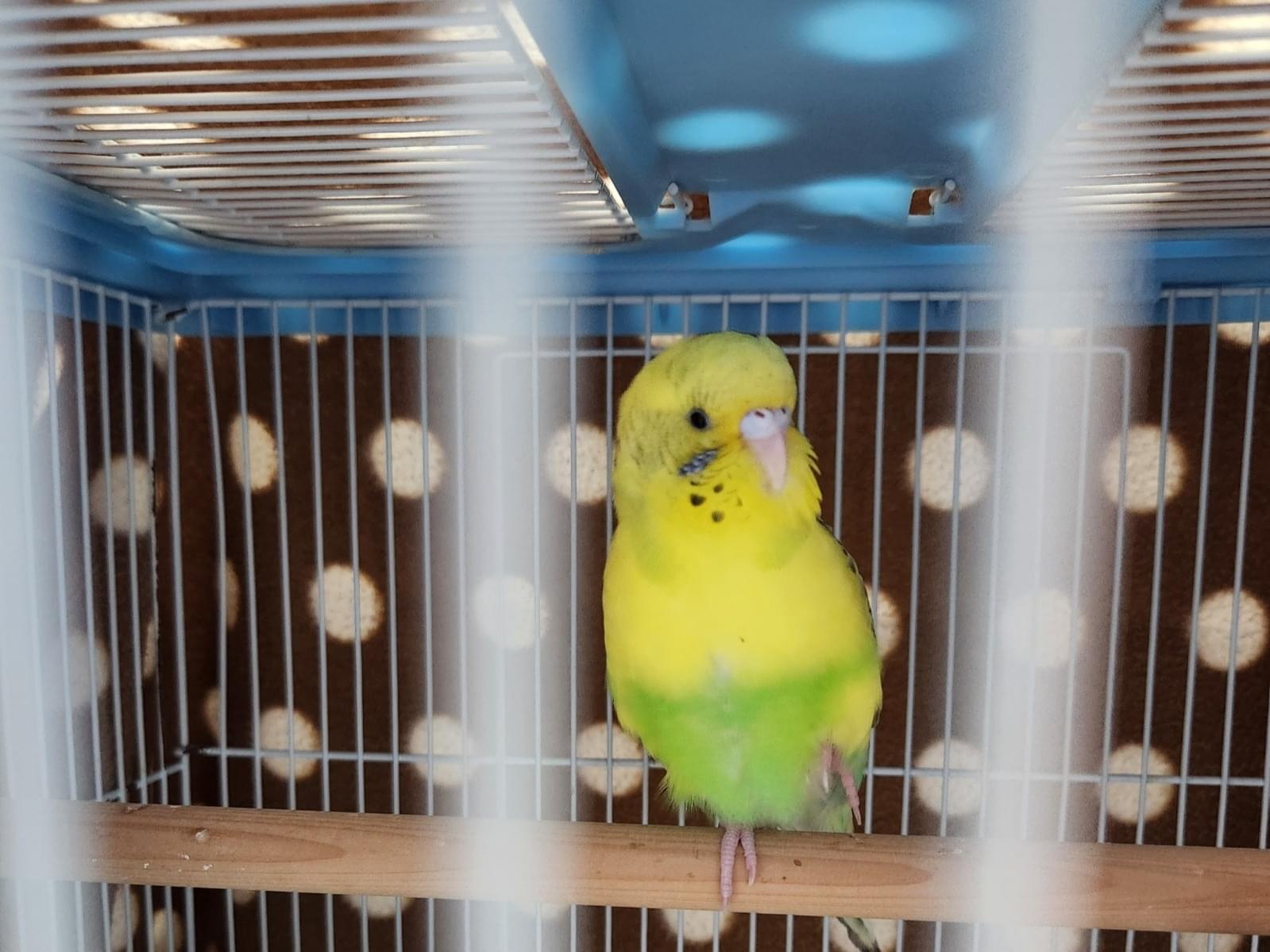 保護された鳥 保護された鳥