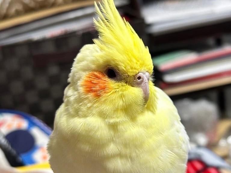 ぷりんちゃん ぷりんちゃん