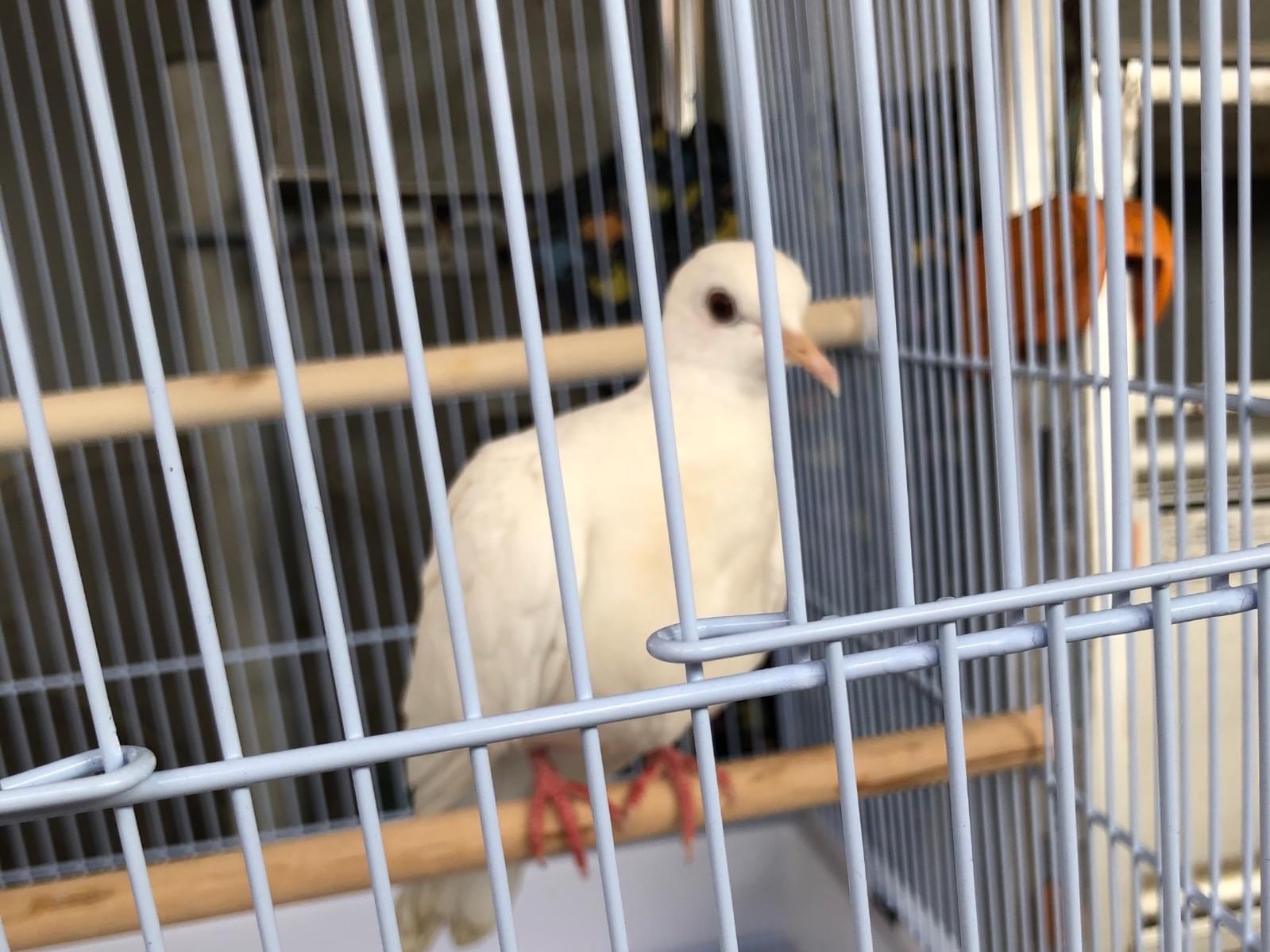保護された鳥 保護された鳥