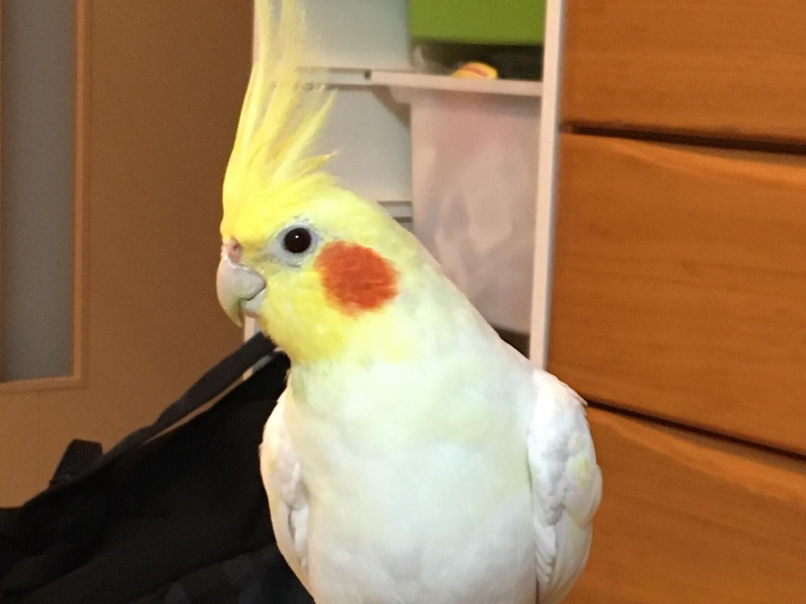 ルーたんちゃん ルーたんちゃん