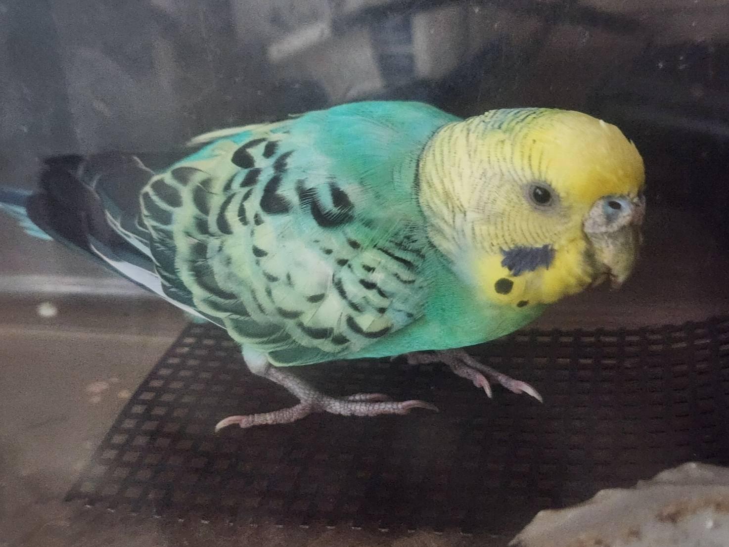 保護された鳥 保護された鳥