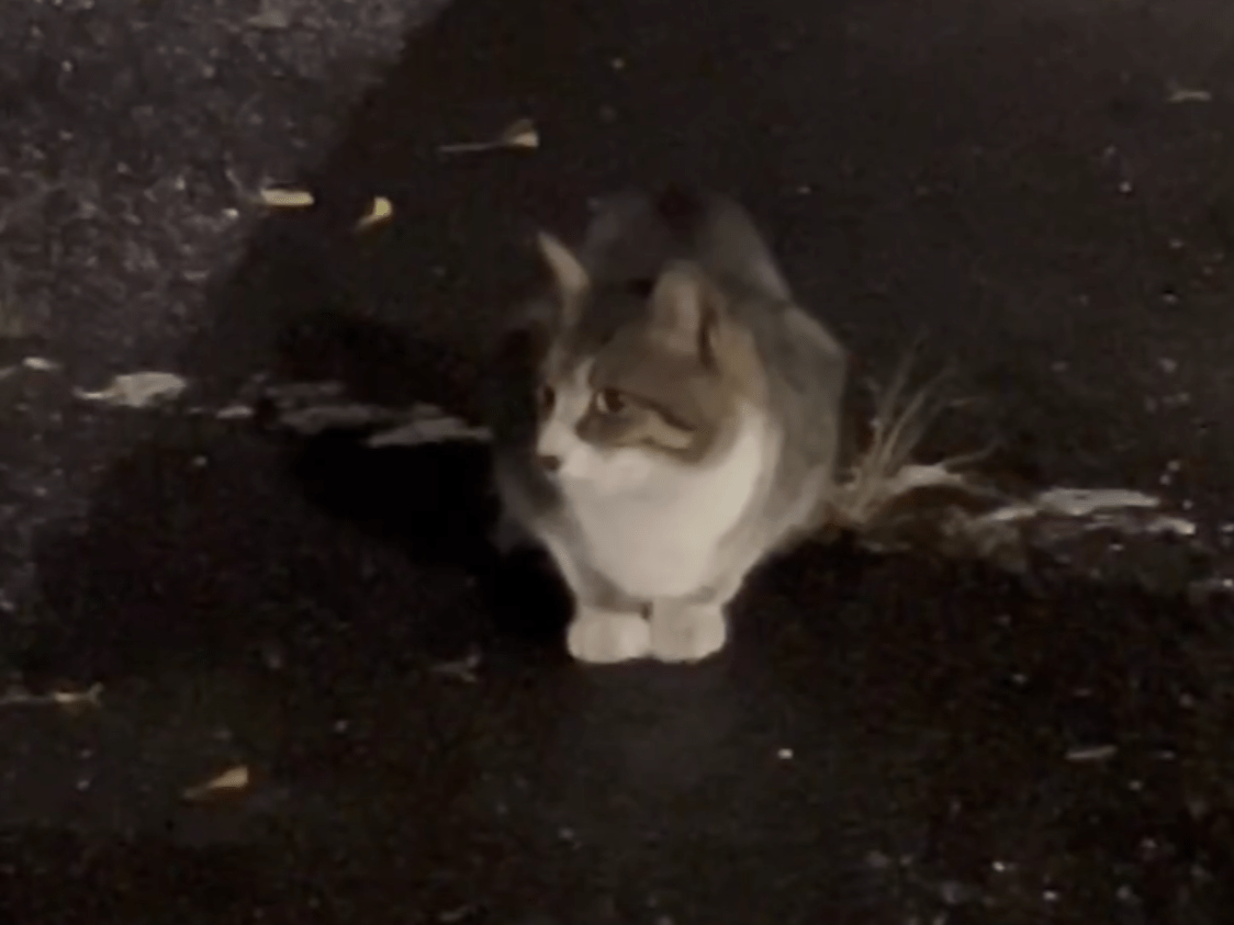 目撃された猫 目撃された猫