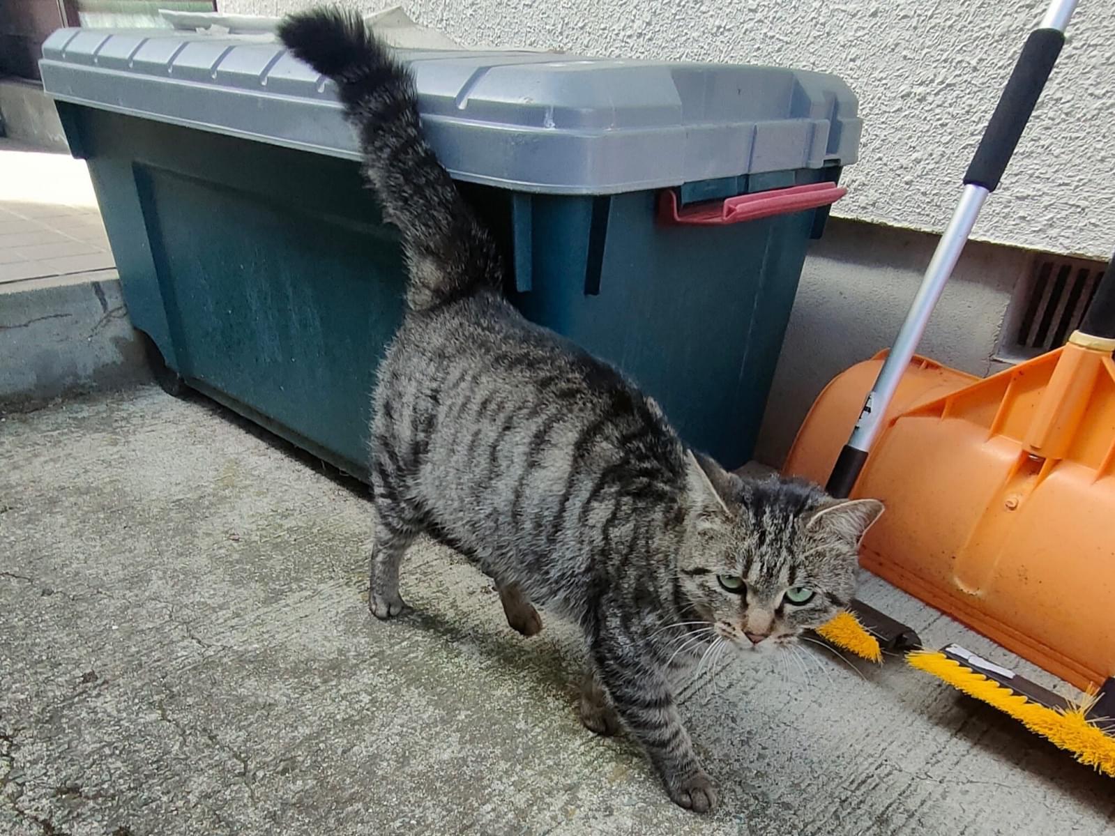 目撃された猫 目撃された猫