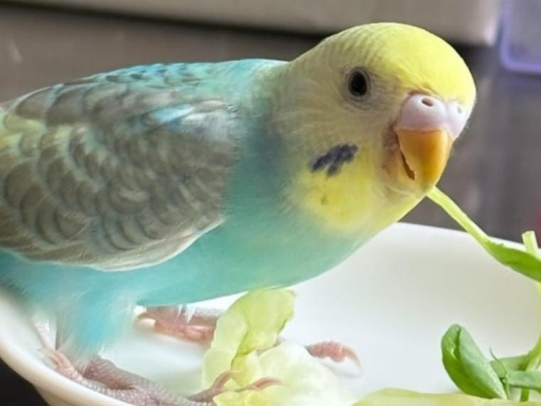 めめちゃん めめちゃん