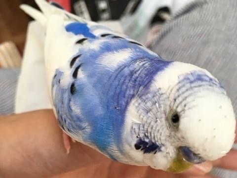 ぴーちゃん ぴーちゃん