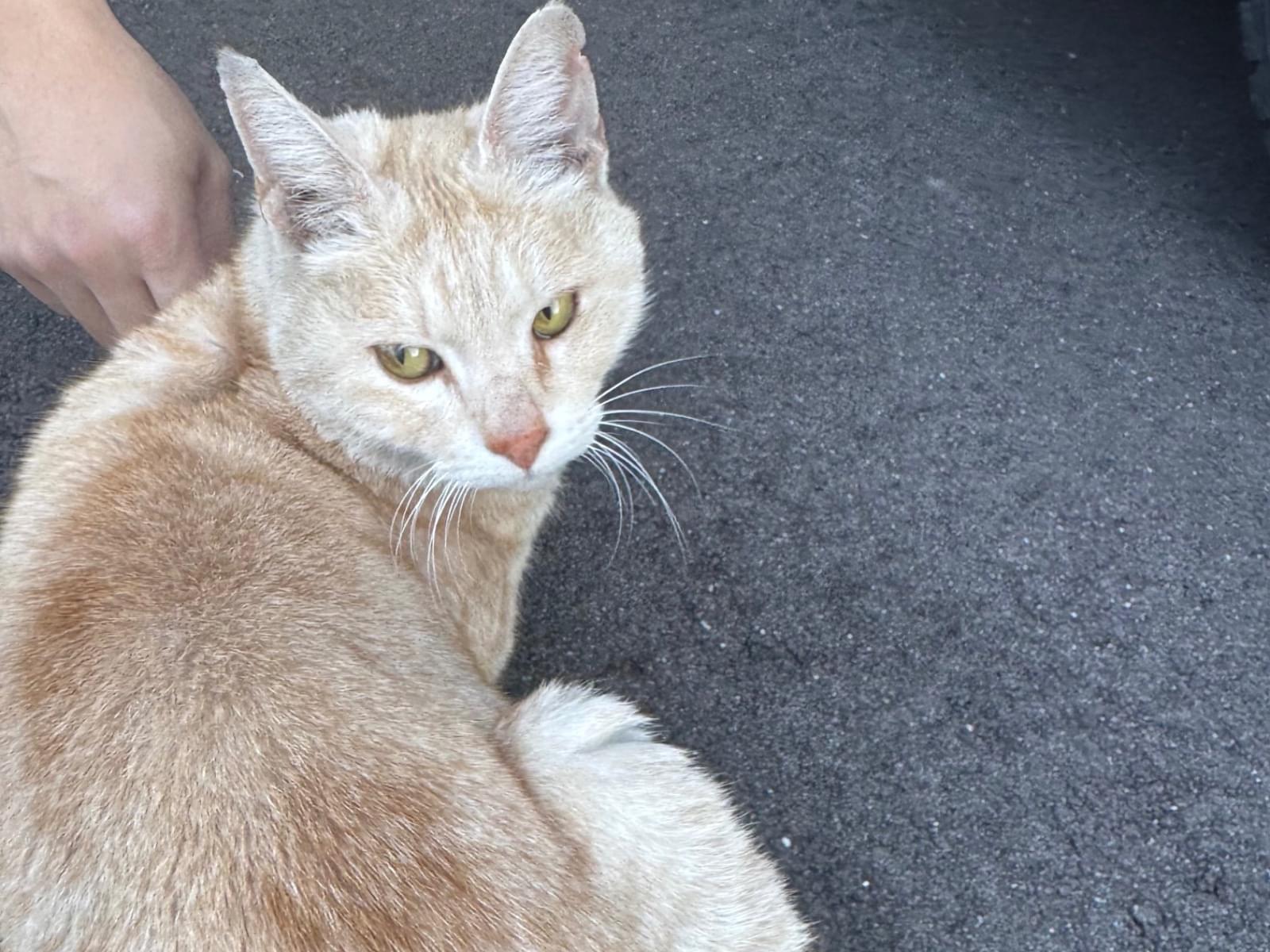 目撃された猫 目撃された猫