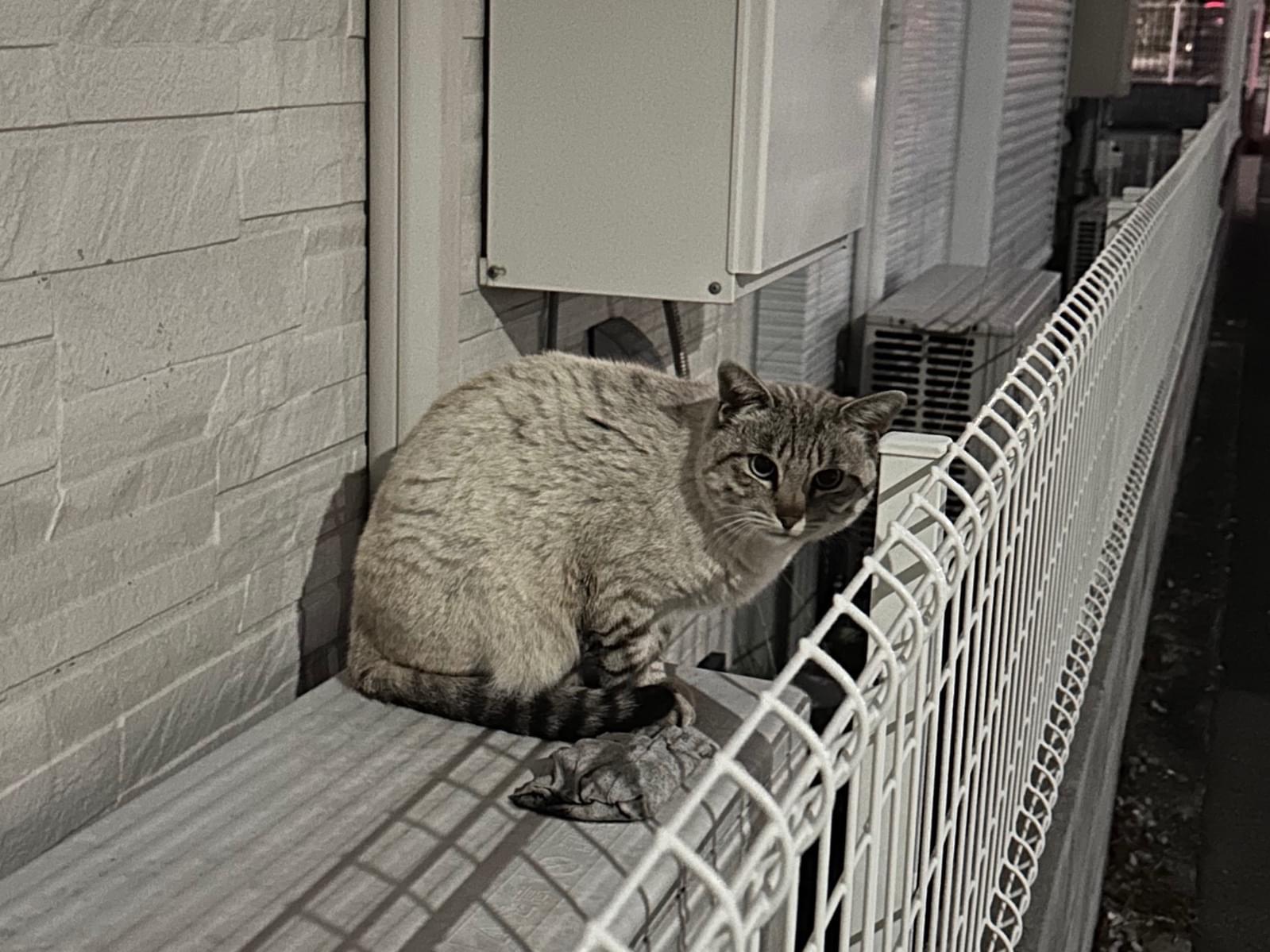 目撃された猫 目撃された猫
