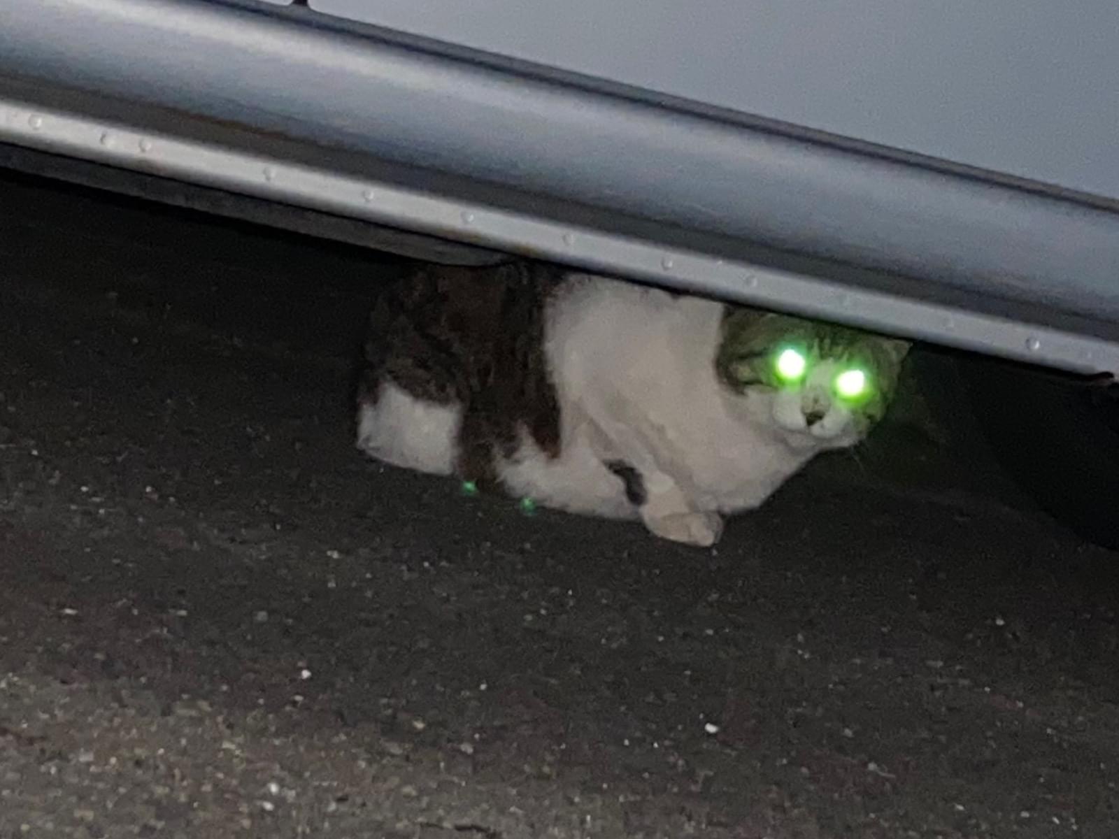 目撃された猫 目撃された猫