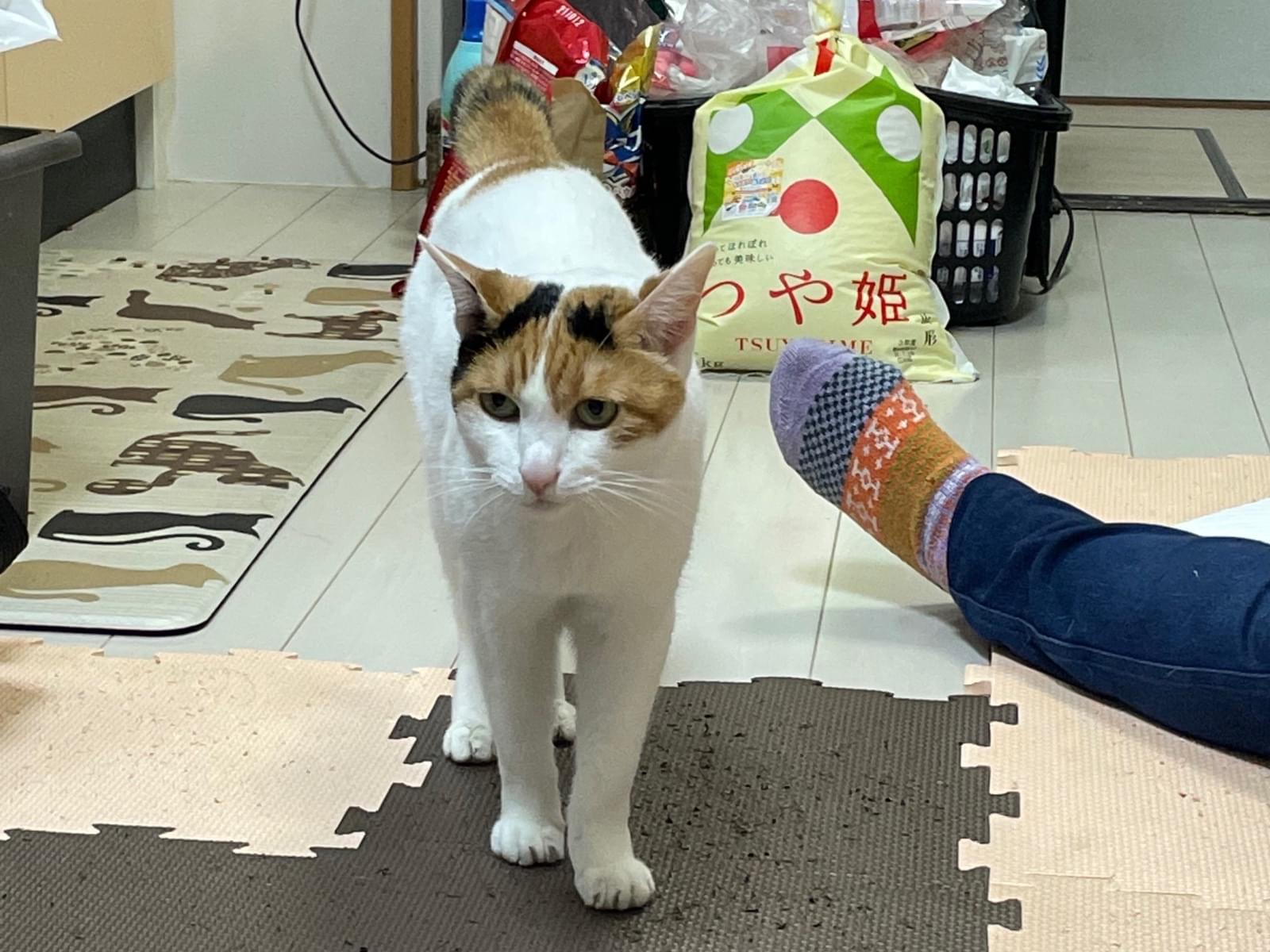 ミニーちゃん ミニーちゃん
