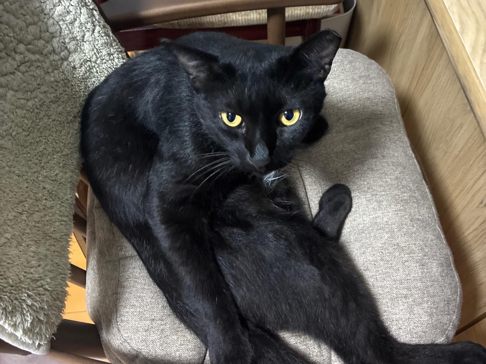 保護された猫 保護された猫