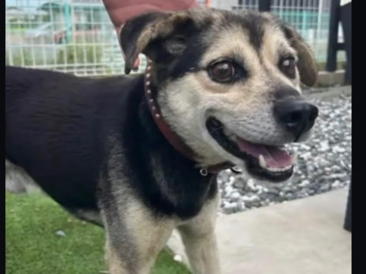 保護された犬 保護された犬