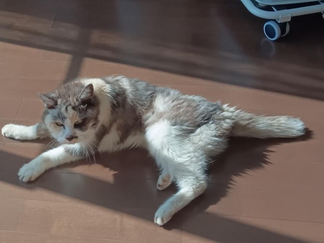 はなちゃん はなちゃん