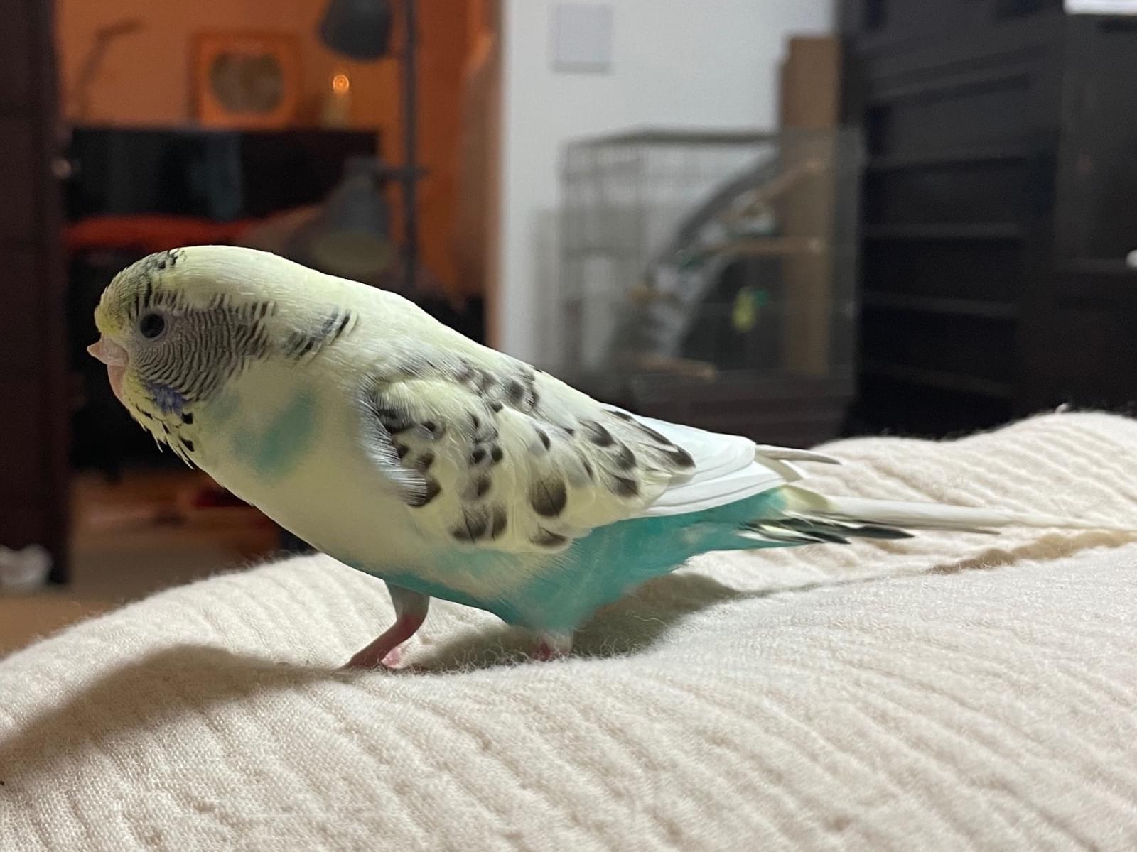 ココちゃん ココちゃん