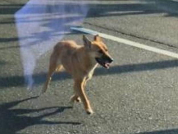 目撃された犬 目撃された犬