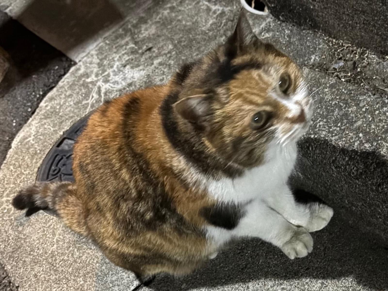 目撃された猫 目撃された猫