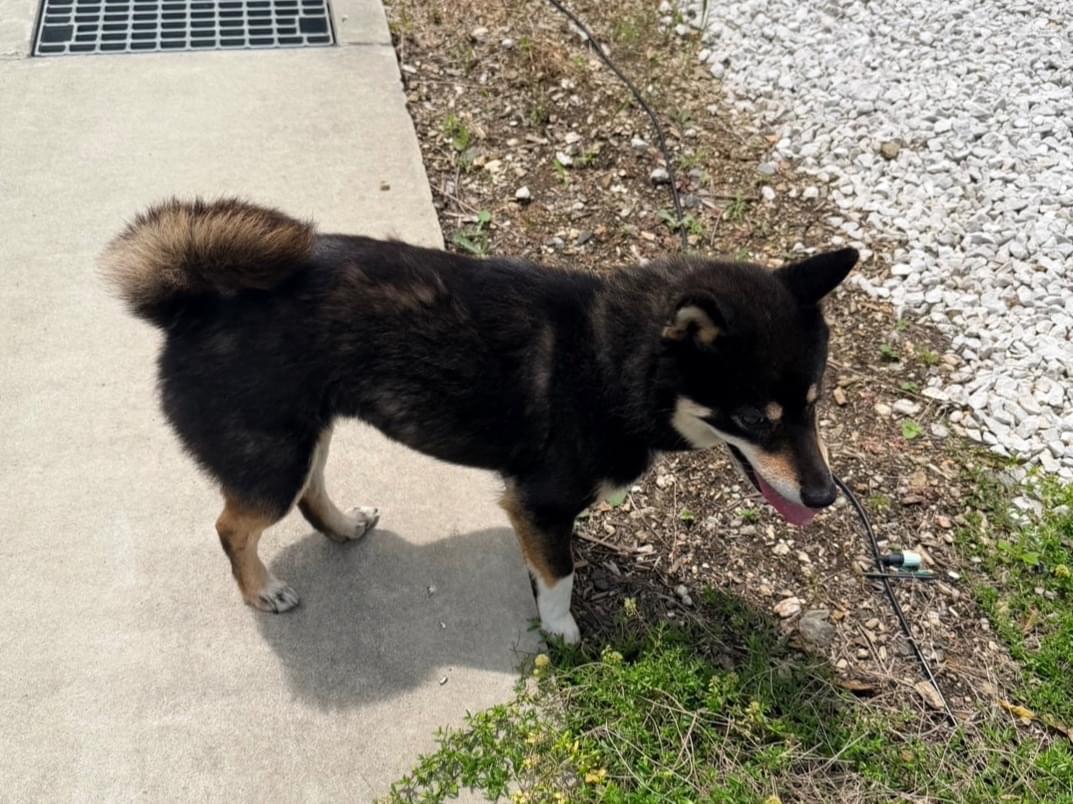 目撃された犬