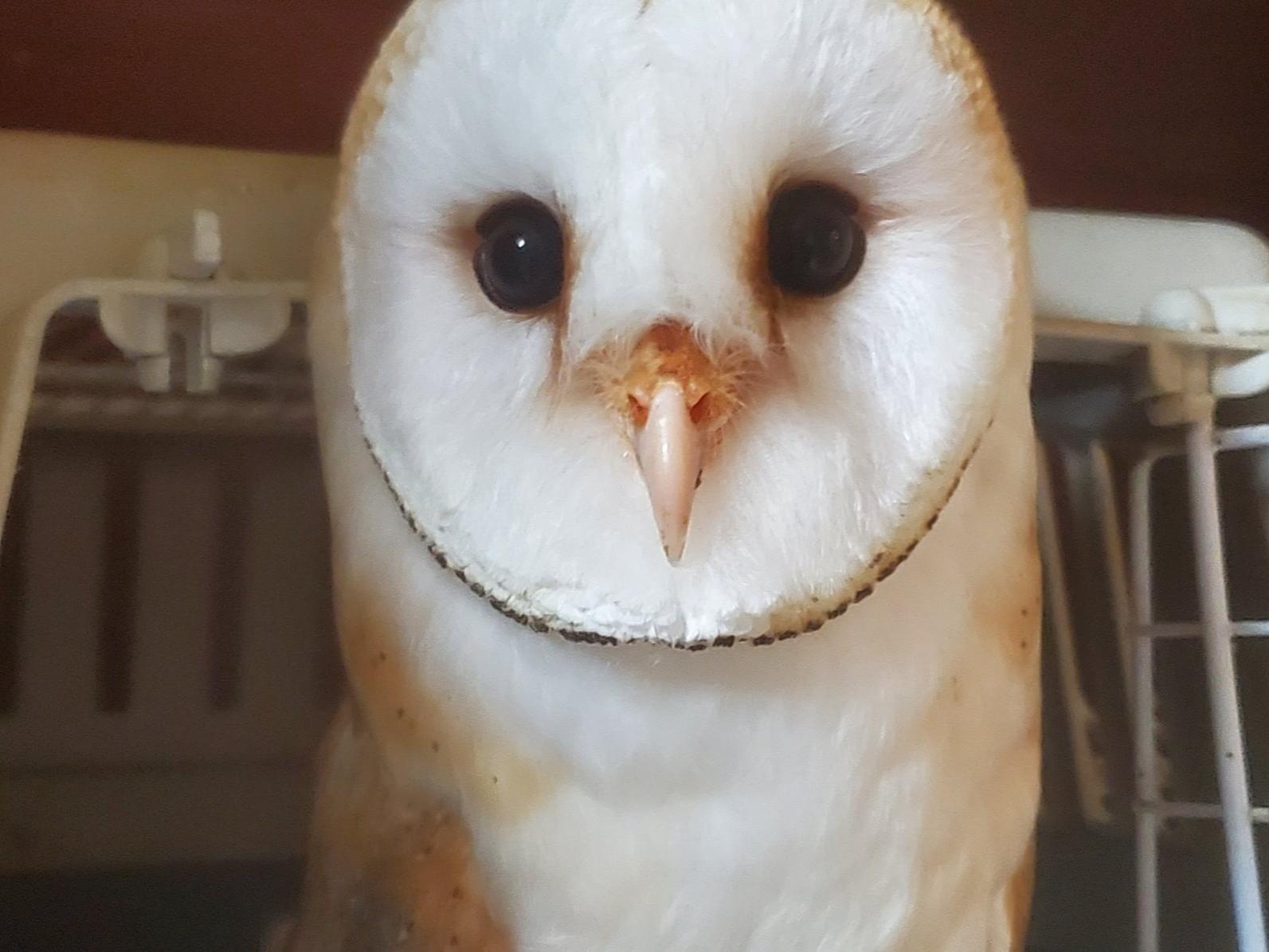 メンフクロウちゃん メンフクロウちゃん