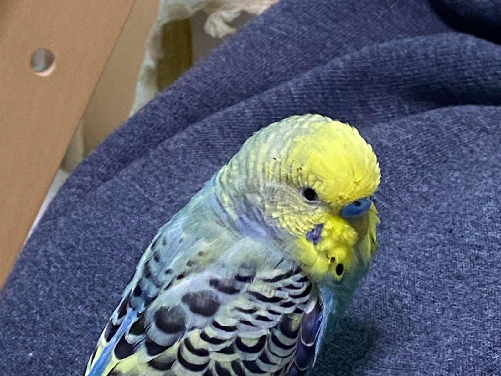 ココちゃん ココちゃん