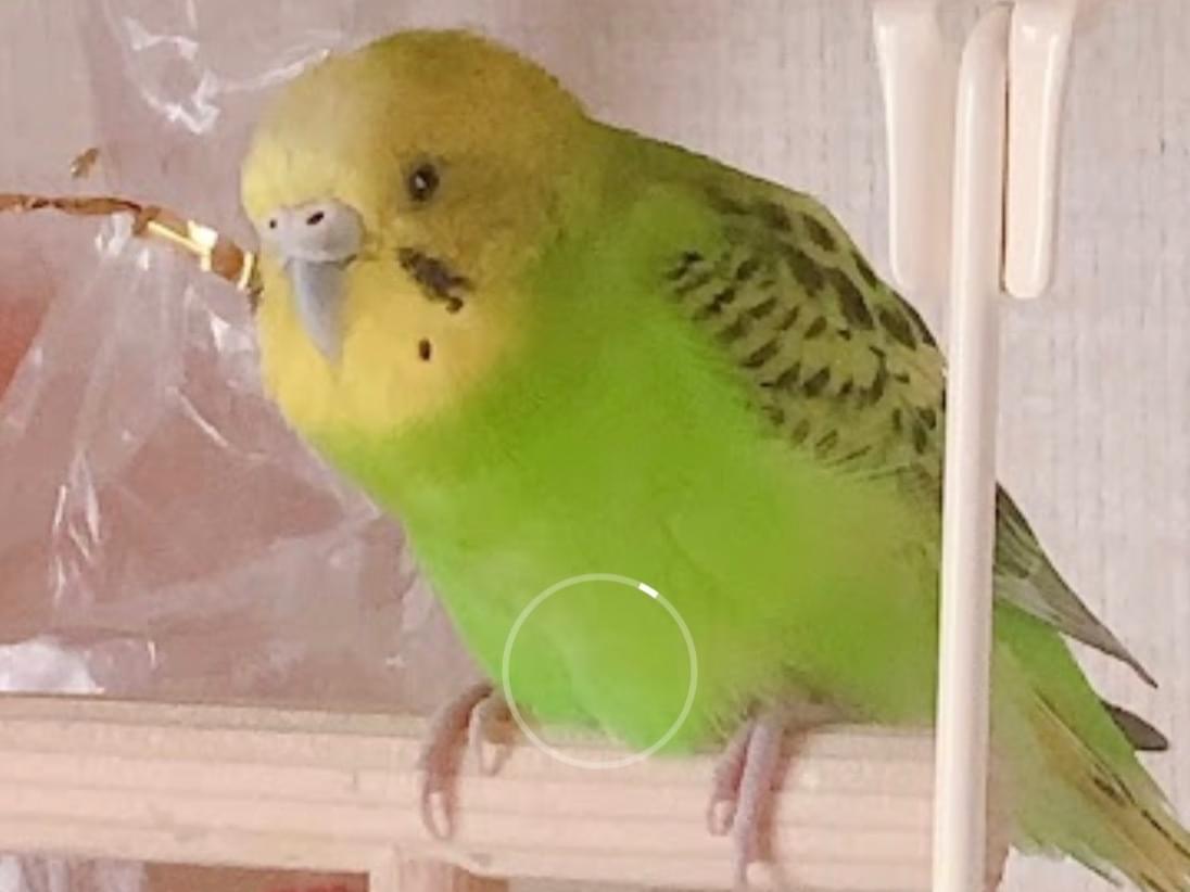 ピーちゃん ピーちゃん