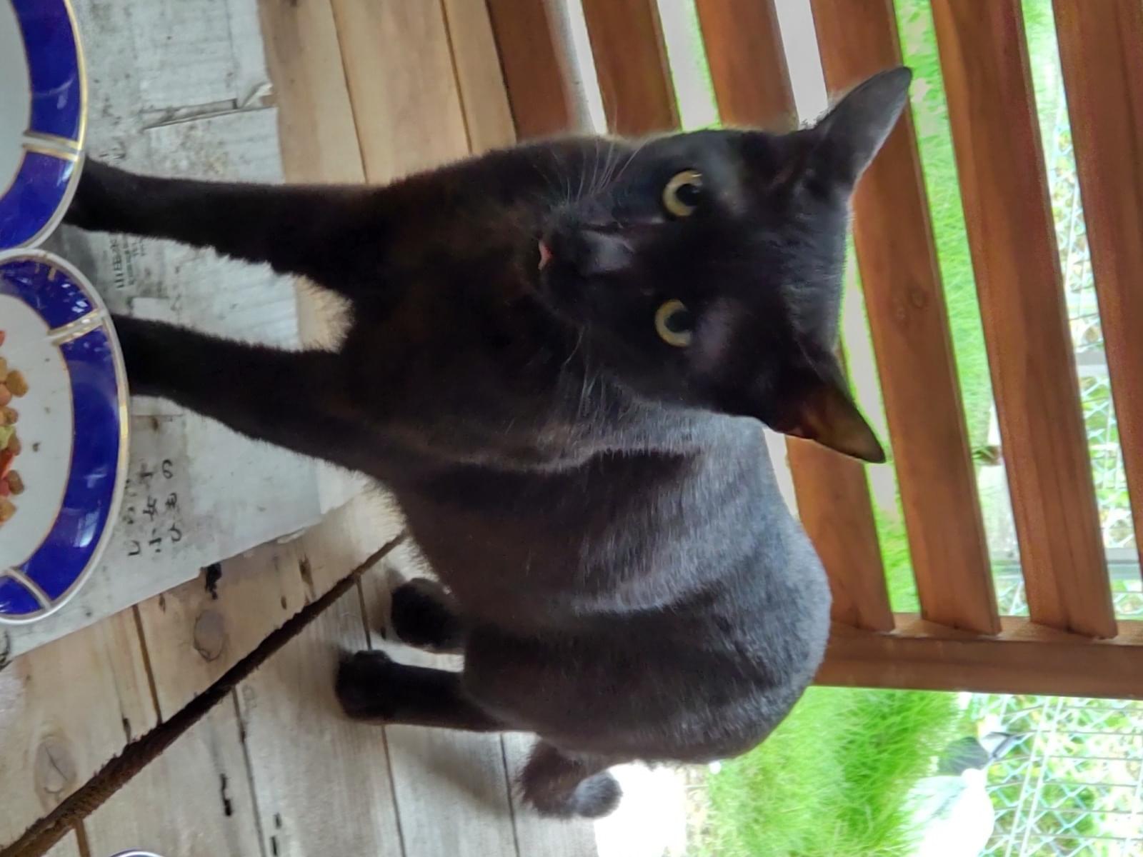 目撃された猫