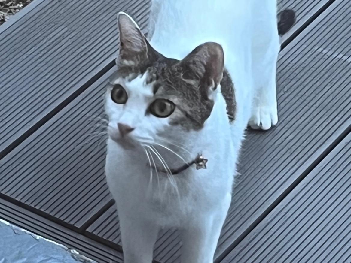 目撃された猫 目撃された猫