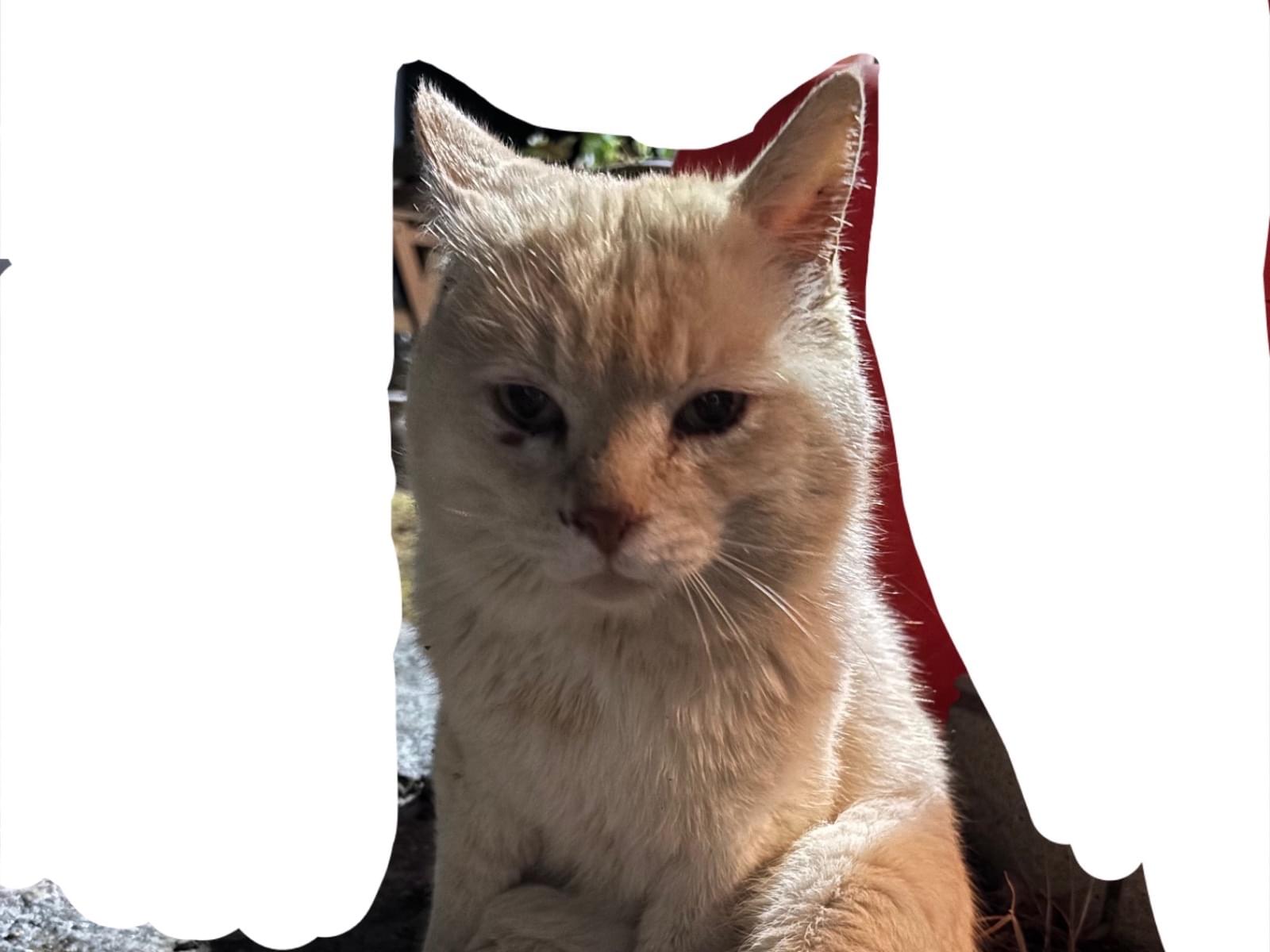 目撃された猫 目撃された猫