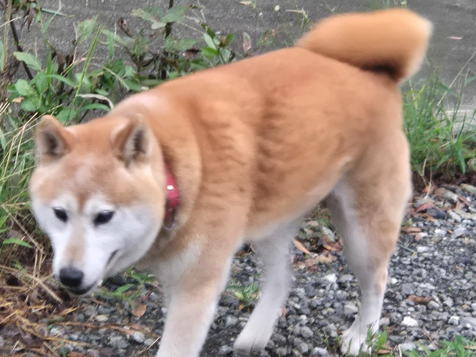 目撃された犬