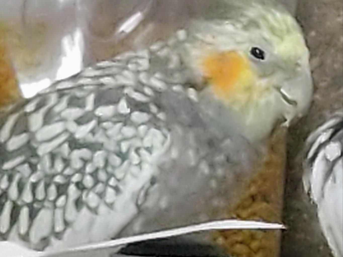ぱるちゃん ぱるちゃん