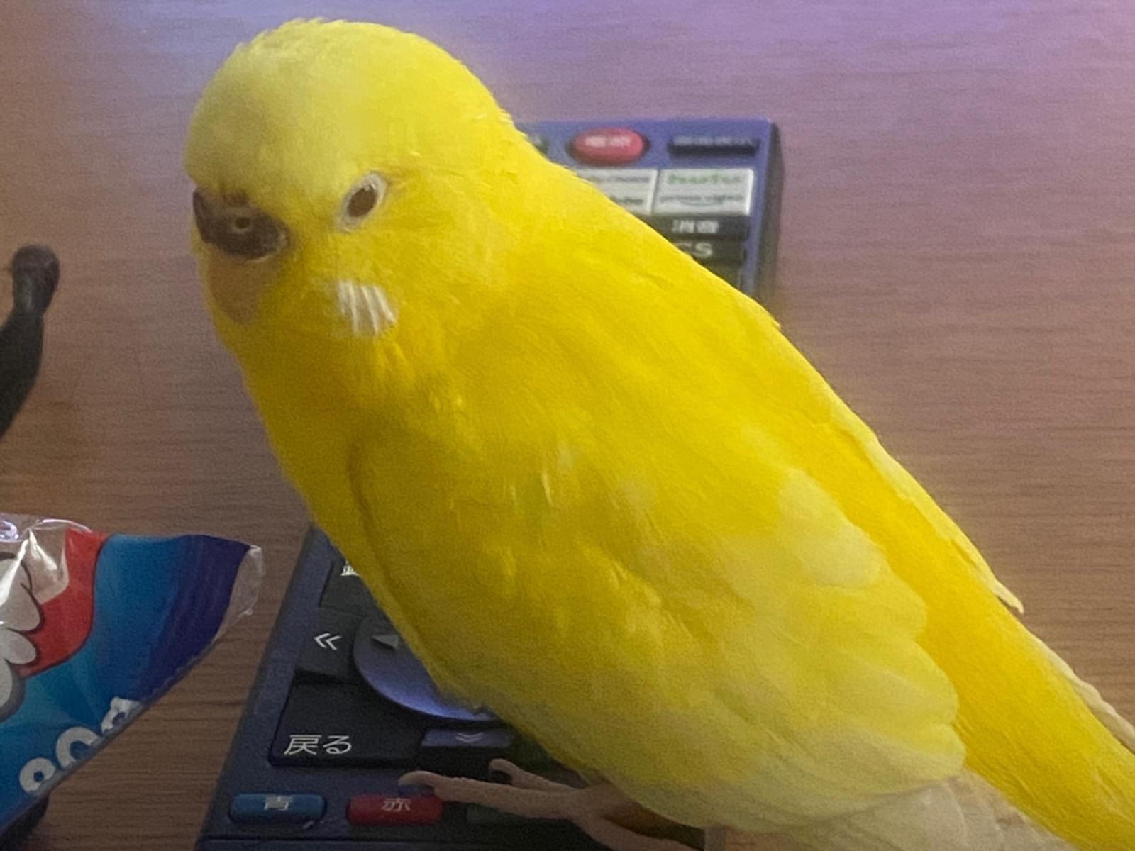 ピーコリンちゃん ピーコリンちゃん