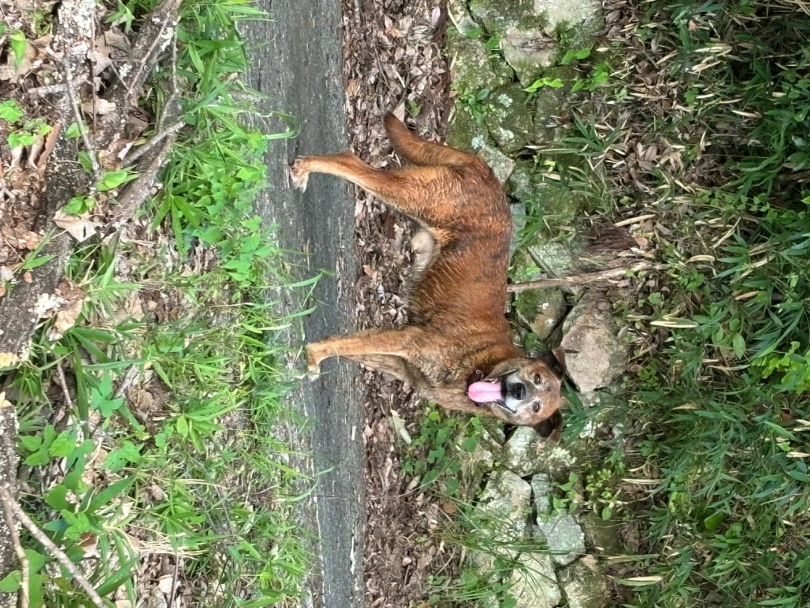 目撃された犬 目撃された犬