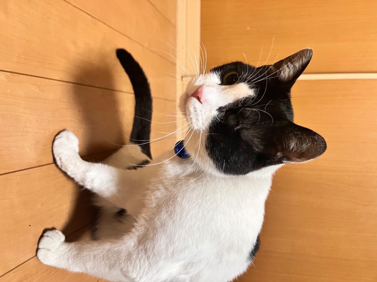 保護された猫 保護された猫