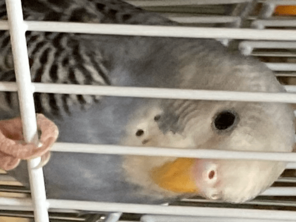 ポーちゃん ポーちゃん
