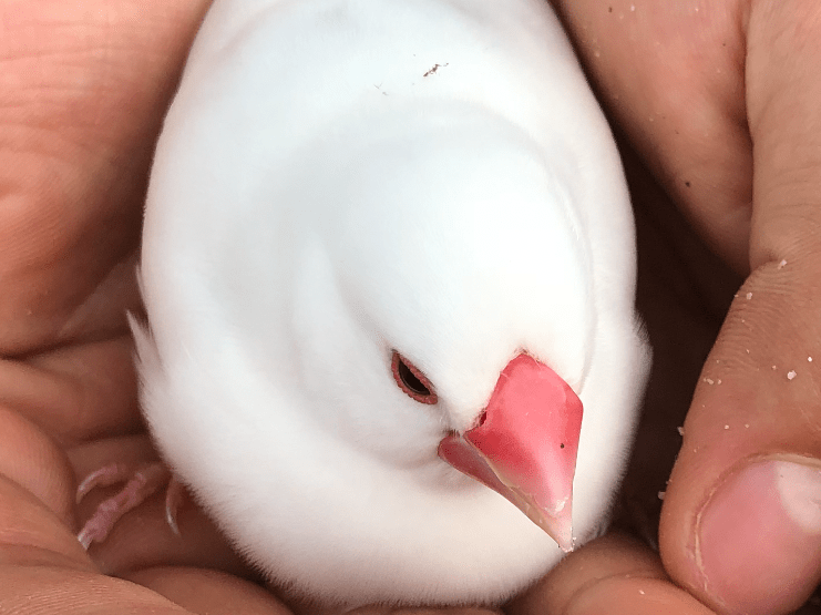 保護された鳥 保護された鳥