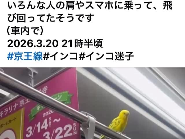 目撃された鳥 目撃された鳥