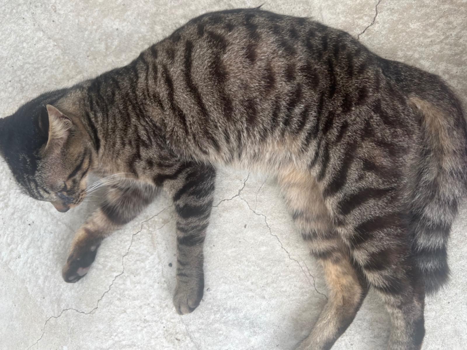 目撃された猫 目撃された猫