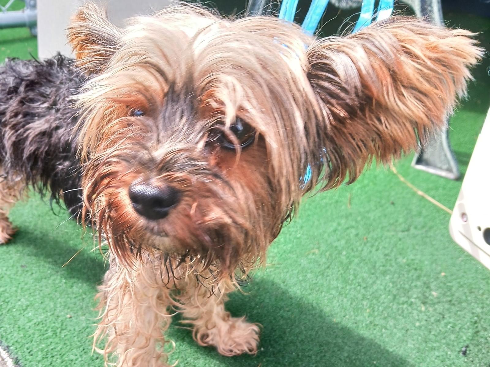 目撃された犬 目撃された犬