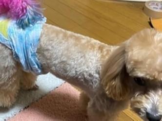 じげんちゃん じげんちゃん