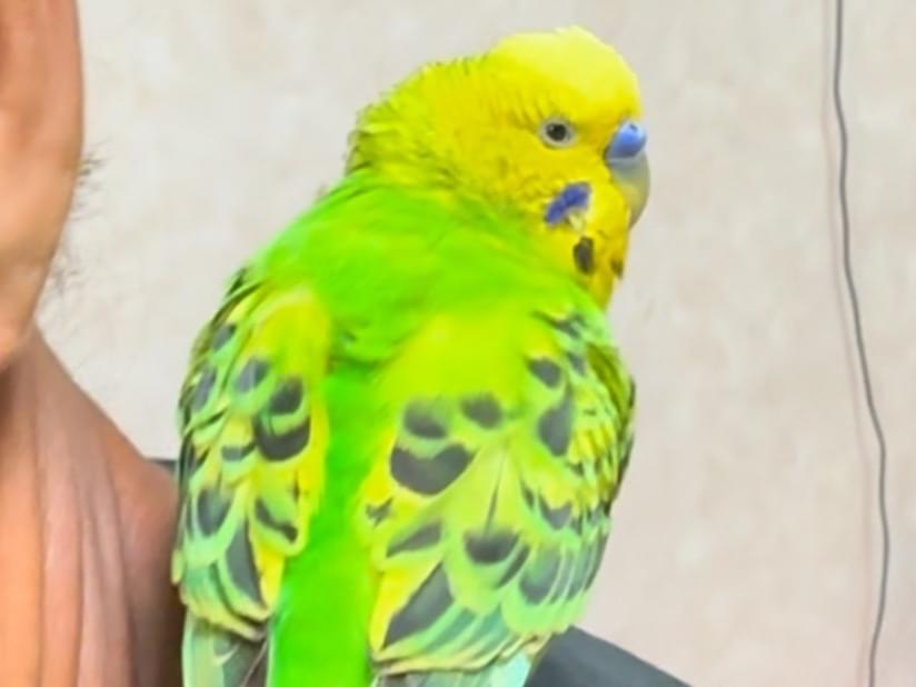 保護された鳥 保護された鳥