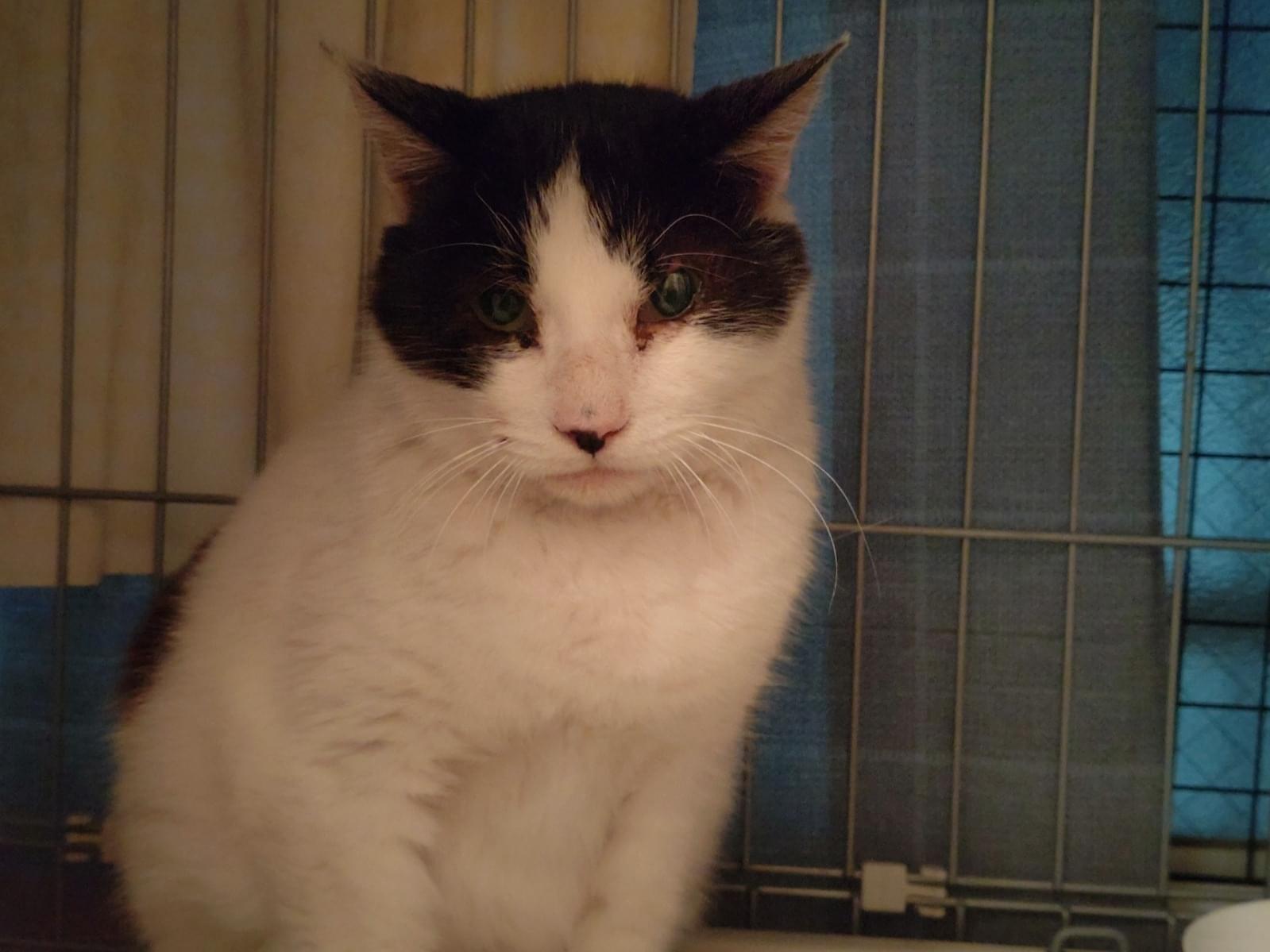 保護された猫 保護された猫