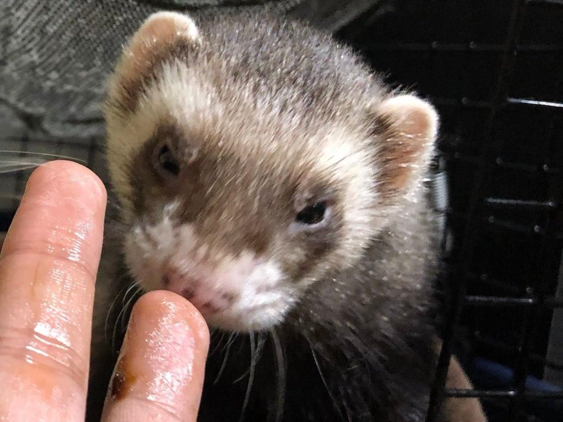 ラッシュちゃん ラッシュちゃん