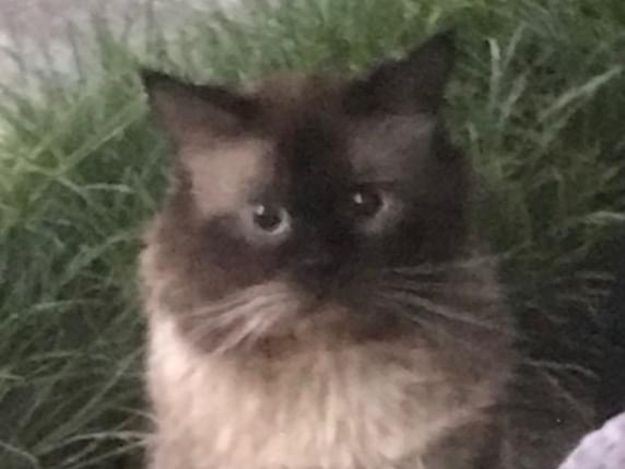 目撃された猫 目撃された猫