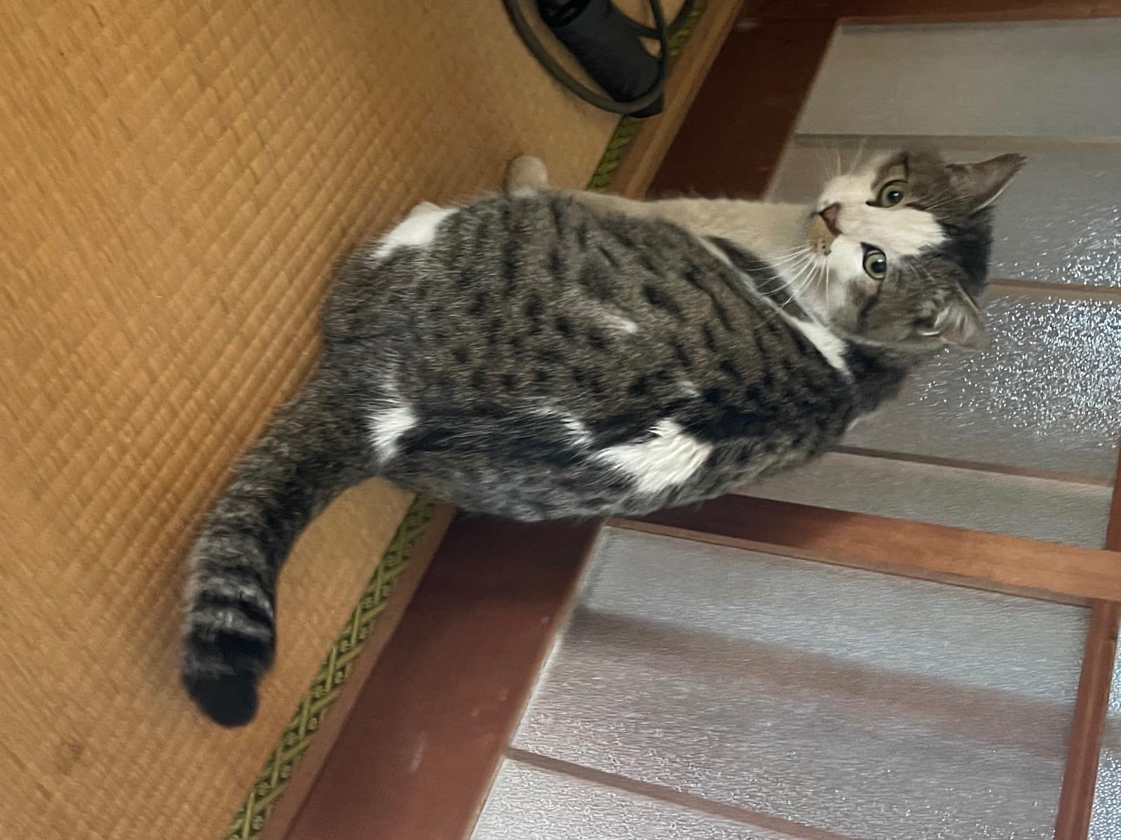 もるちゃん