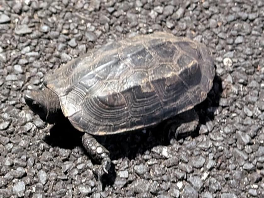 保護されたペット 保護されたペット