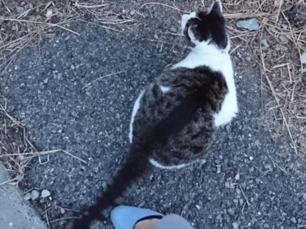 くしゅちゃん くしゅちゃん
