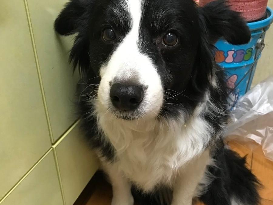 迷子になった犬 迷子になった犬