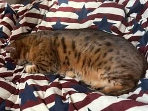 茶猫ページ Amazon | ベストアンサー 電動 自動 猫じゃらし スマート